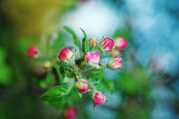 Spring flowers of fruit trees stock photo