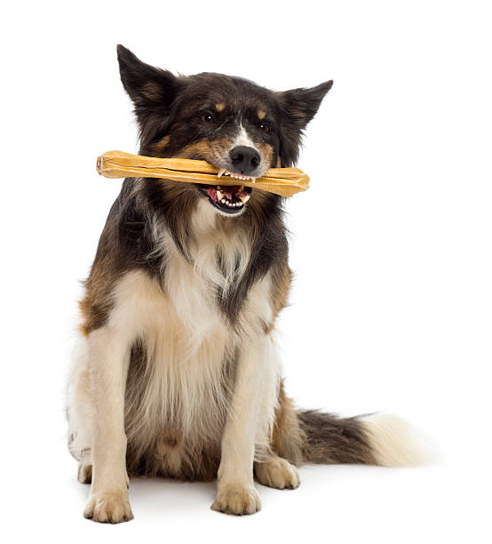 istock Border Collie sitting and chewing bone against white background 626233146