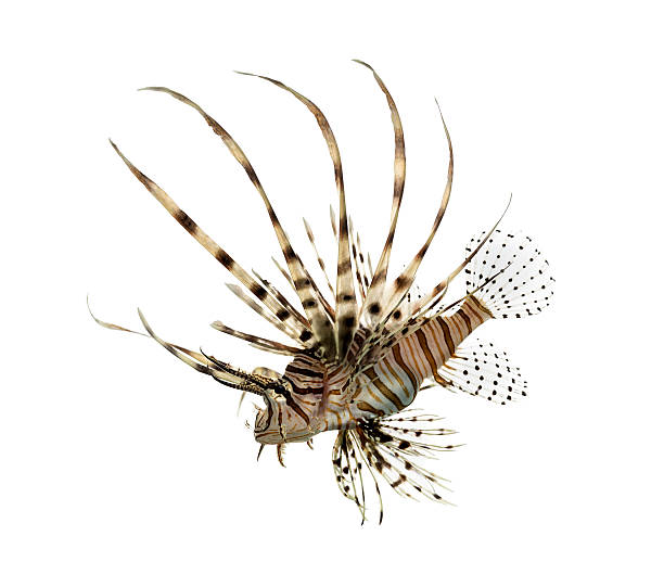 istock Side view of a red lionfish isolated on white 626233322