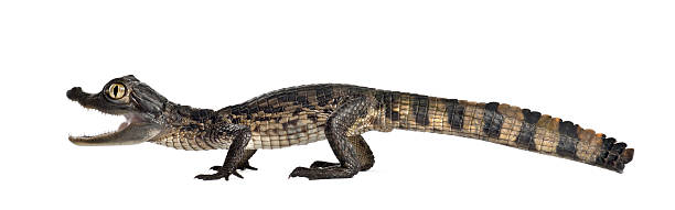 istock Spectacled Caiman also known as a the White Caiman 626234378