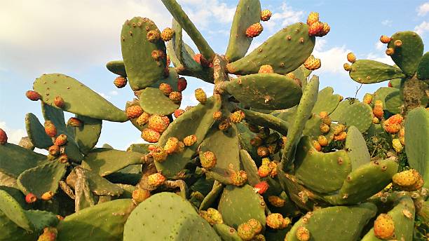 istock Giant cactus against the sky 626235084