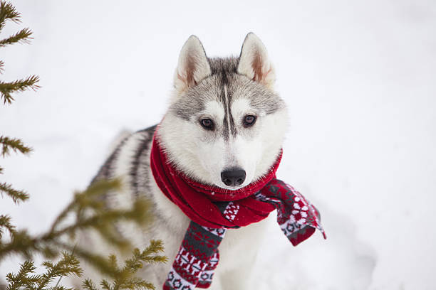 istock Dog Siberian Husky in a red scarf 626235242
