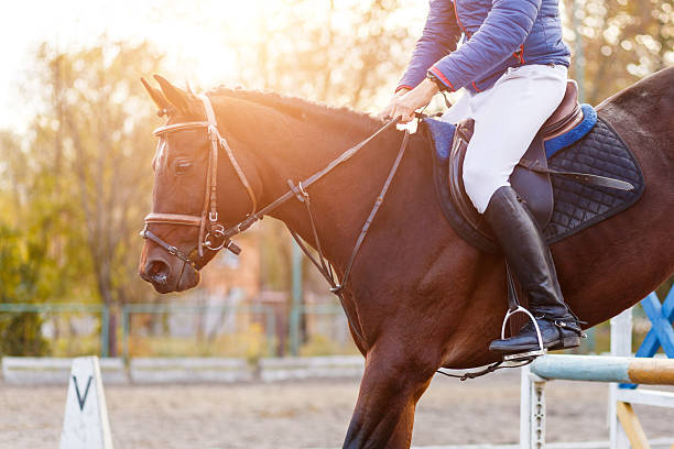 istock Close up image of jumping horse over hurdle 626235706
