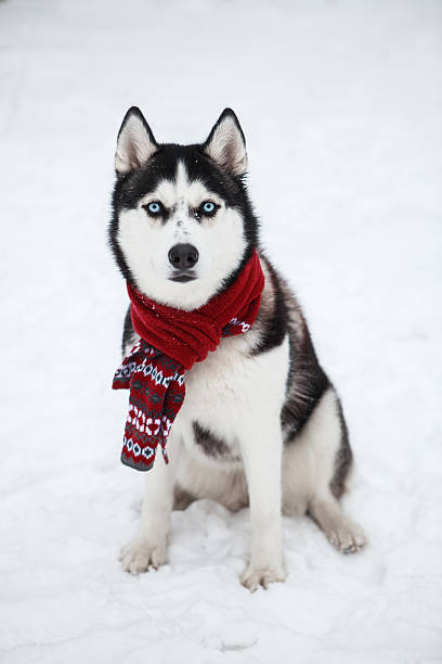 istock Dog Siberian Husky in a red scarf 626235728