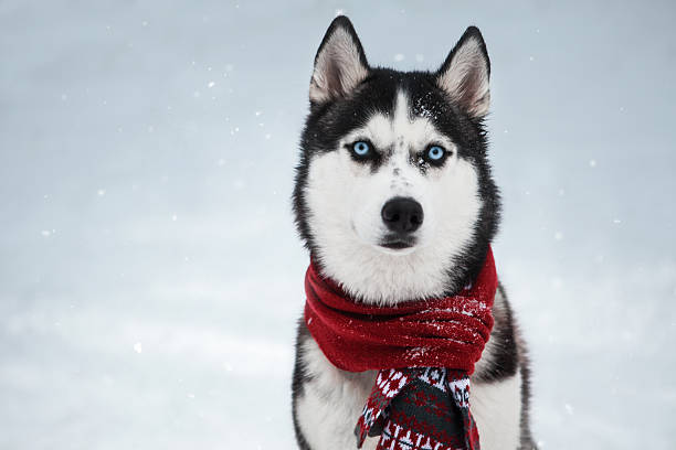istock Dog Siberian Husky in a red scarf 626236098