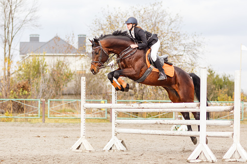 Young female rider on bay horse jumping over hurdle on equestrian sport competition