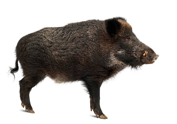 istock Wild boar, also wild pig, Sus scrofa, standing 626241152