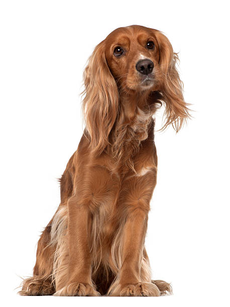 istock English Cocker Spaniel, 2 years old, sitting against white background 626241246