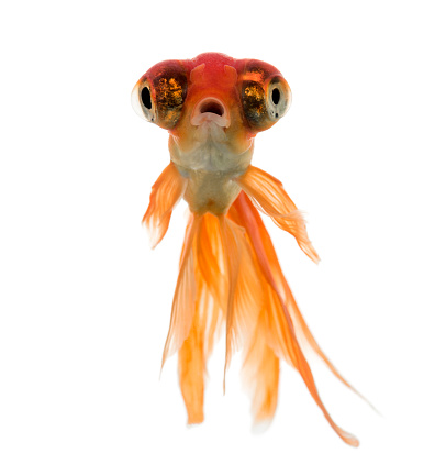 Front view of a Goldfish swimming islolated on white