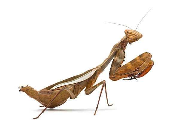 istock Praying mantis - Parasphendale sp Giant - isolated on white 626241934