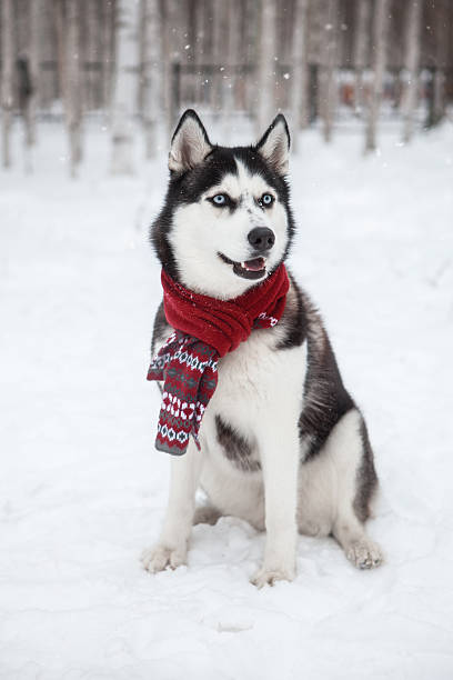 istock Dog Siberian Husky in a red scarf 626242018