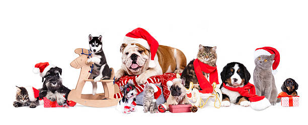 istock dog and cat and kitens wearing a santa hat 626242038