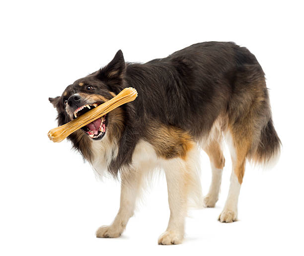 istock Border Collie standing and chewing bone against white background 626242056