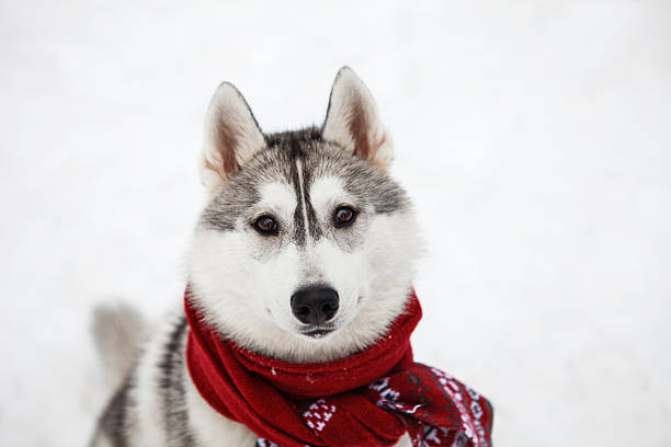 istock Dog Siberian Husky in a red scarf 626242126