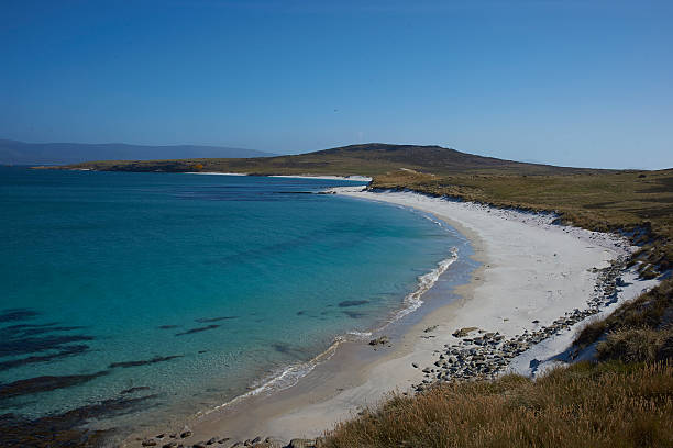 istock Leopard Beach on the coast of Carcass Island 626242568