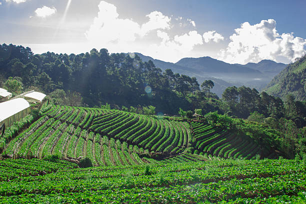 istock strawberry farm on the high mountain 626242676
