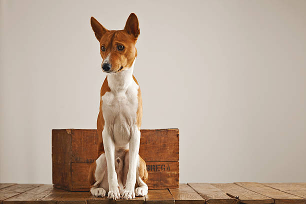 istock Dog with a vintage wooden box 626242678