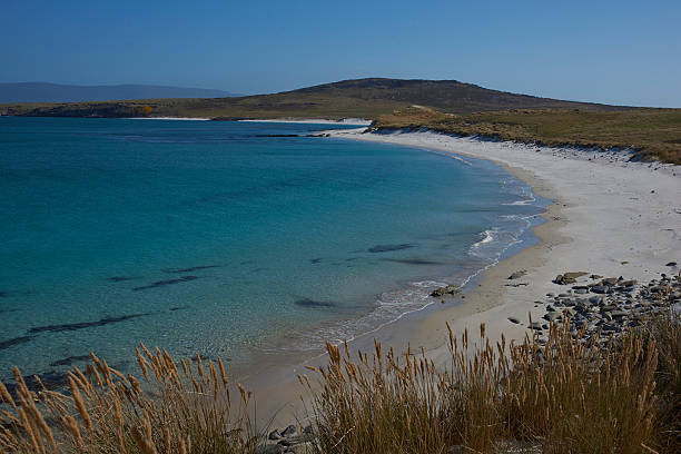 istock Leopard Beach on the coast of Carcass Island 626242818