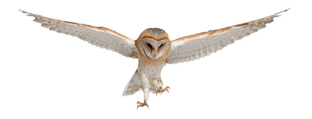 가면올빼미, tyto 알바, 4 개월, 플라잉 - barn owl 뉴스 사진 이미지