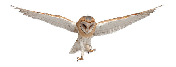 istock Barn Owl, Tyto alba, 4 months old, flying 626242830
