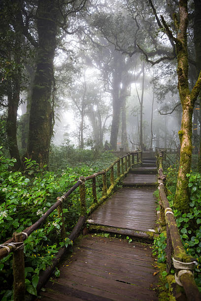 istock nature walking trail at Doi Inthanon National Park 626243140