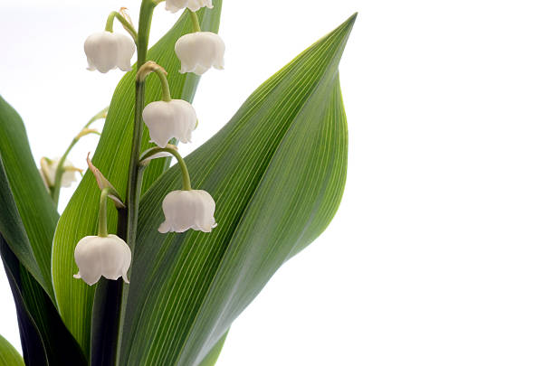 Close up of Lily of valley flower on white background