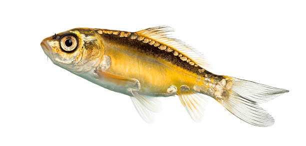 istock Side view of a yellow koi isolated on white 626246278