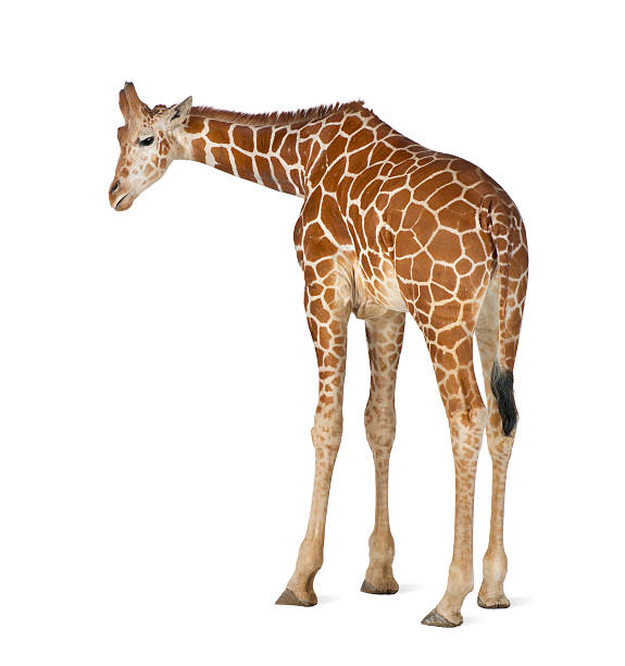 istock Somali Giraffe, commonly known as Reticulated Giraffe, standing 626247204