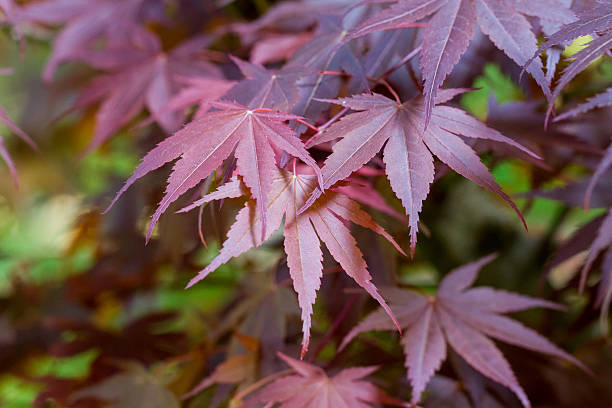 Purple Japanese Maple Leaves Fresh Japanese maple leaves (Acer palmatum) in the soft spring sunshine japanese maple stock pictures, royalty-free photos & images