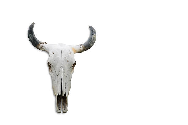 istock Skull bone head of cow on white background 626247410