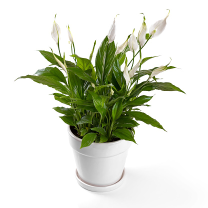 potted spathiphyllum flower isolated on white background. peace lilies