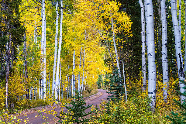 istock Aspens in Meadow with Fall Colors Dirt Road 626248118