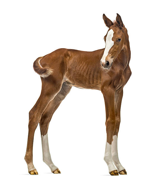 istock Side view of a foal isolated on white 626248178