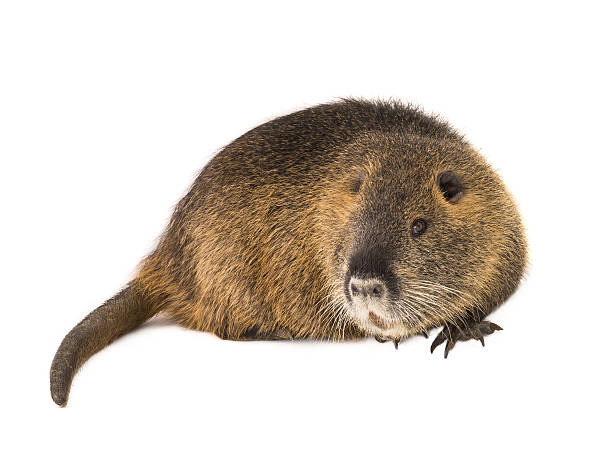 Coypu (Myocastor coypus) Coypu (Myocastor coypus) aka river rat or nutria mammal animal isolated on a white background ondatra zibethicus stock pictures, royalty-free photos & images