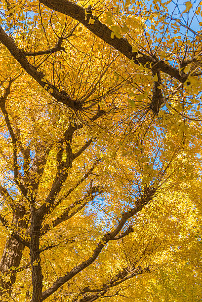istock Autumn colors of the Ginkgo Tree 626254884