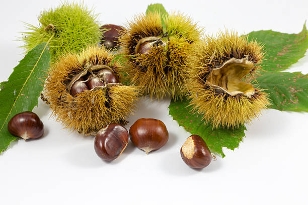 istock Chestnuts and chestnut curls in a white background / autumn 626256268