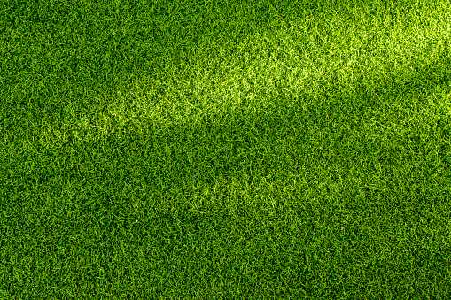 green grss and shadow background.