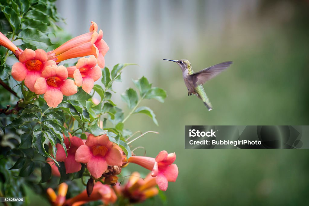 Hummingbird in flight Hummingbird in flight. Hummingbird Stock Photo