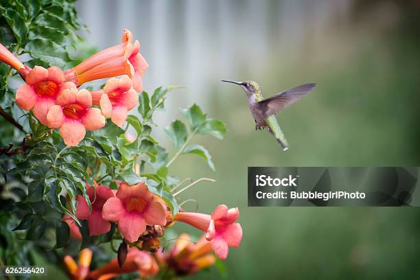 Hummingbird In Flight Stock Photo - Download Image Now - Hummingbird, Animal, Animal Wildlife