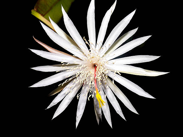 istock Night-Blooming Cereus - Kadupul Flower 626256652