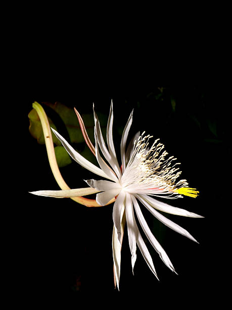 Night-Blooming Cereus - Kadupul Flower