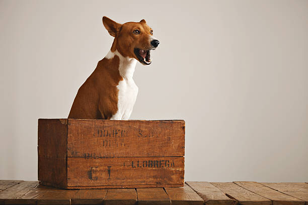 istock Beautiful dog with an old wooden box 626258236