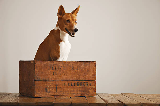 istock Beautiful dog with an old wooden box 626258324
