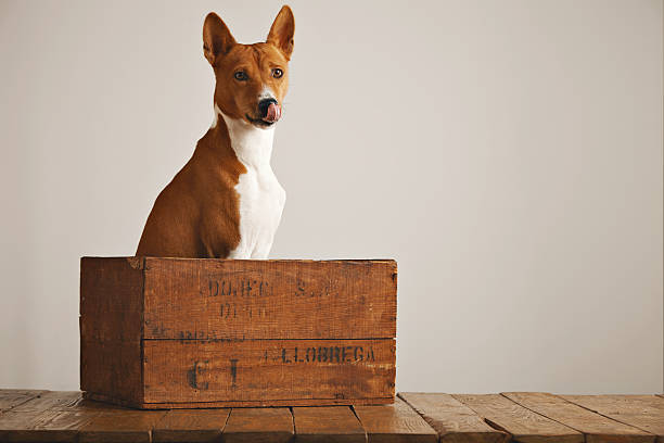 istock Beautiful dog with an old wooden box 626258502