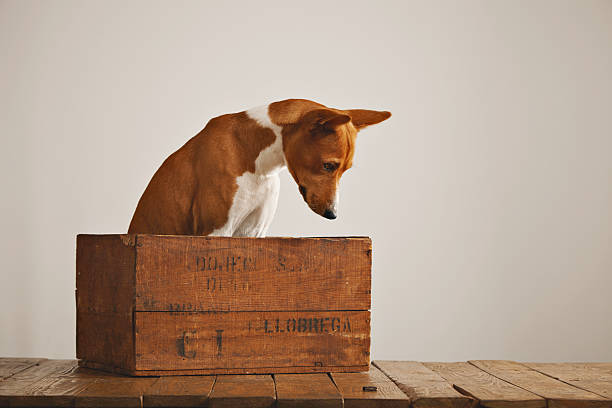 istock Beautiful dog with an old wooden box 626258590