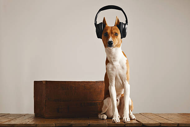 Happy basenji dog wearing headphones stock photo