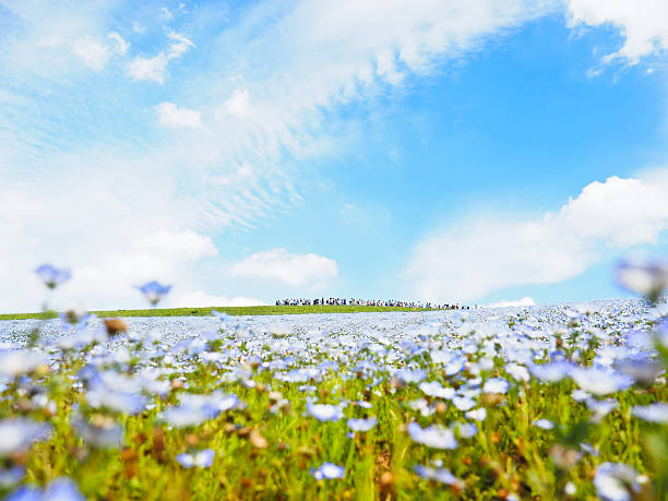 istock Nemophila flower garden 626259544
