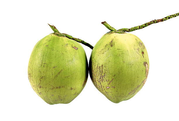 istock Two fresh coconut isolated on white background.Fresh coconut 626259560