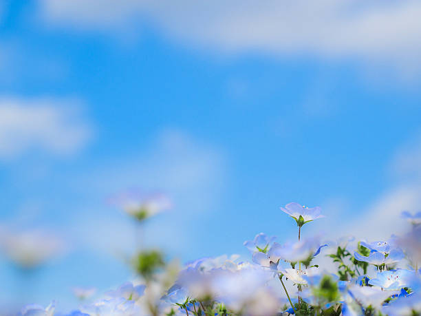 Nemophila flower garden