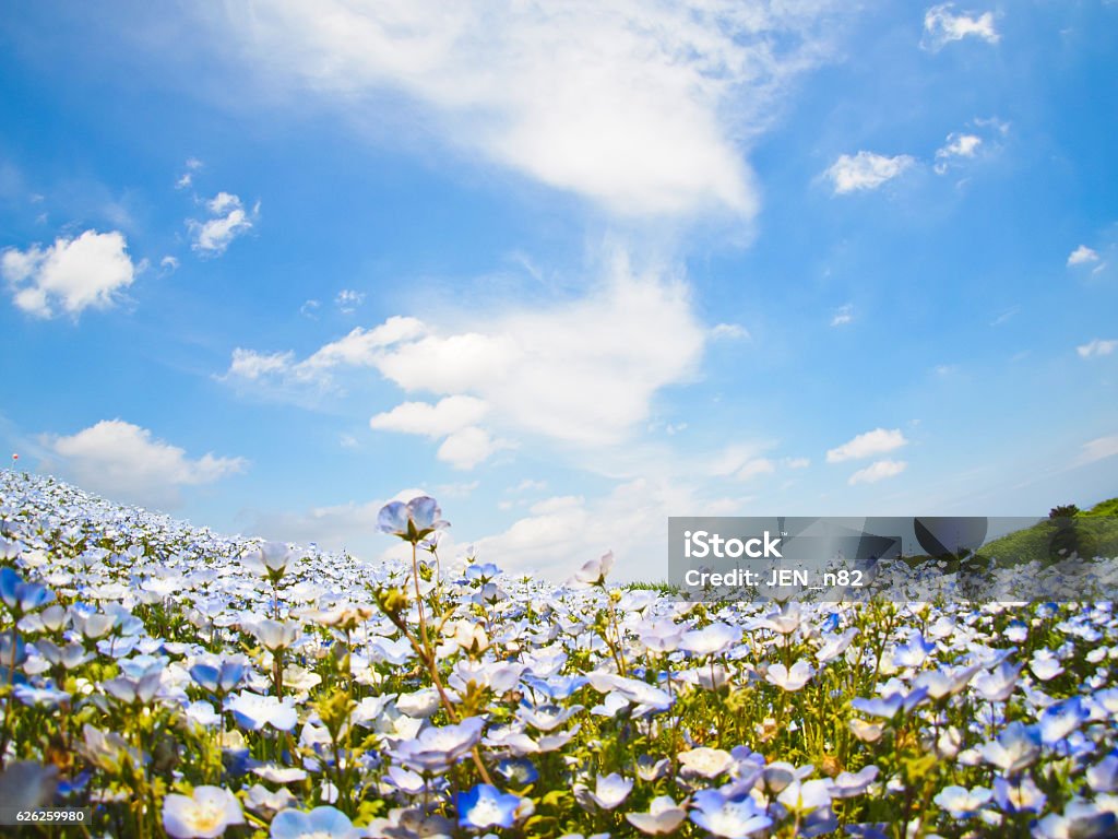 Nemophila flower garden Nemophila Stock Photo